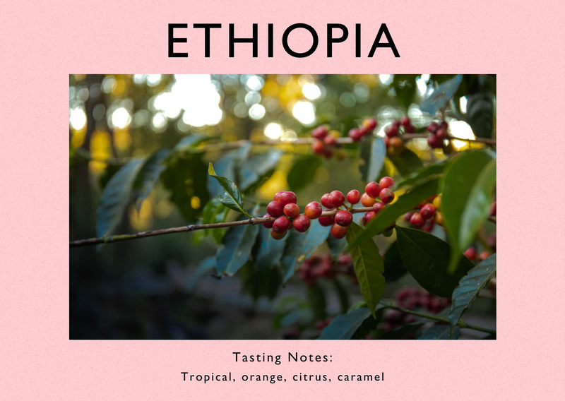 Ethiopia - Hambela, Uraga